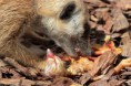 /album/zoo/img-2320-masolata-jpg/